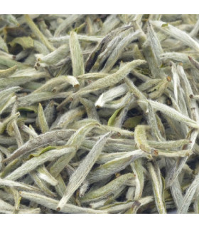 Té blanco Silver Needle (Agujas de plata)Té y Sensaciones